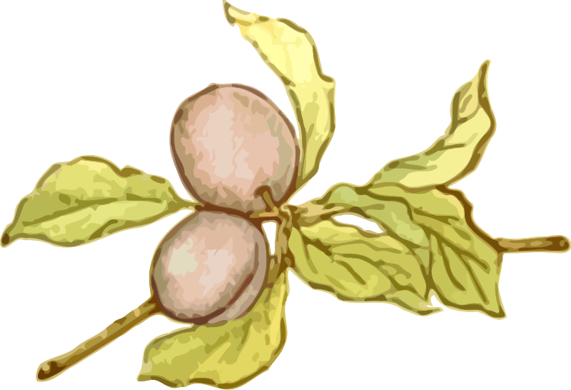 Plums