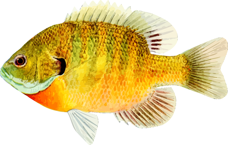 Fish 8