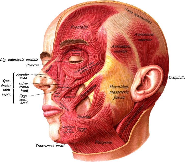 Sobotta's Atlas and Text-book of Human Anatomy 1909 Head Muscles