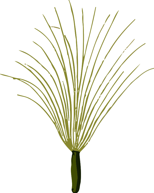 Coltsfoot seed (low resolution)