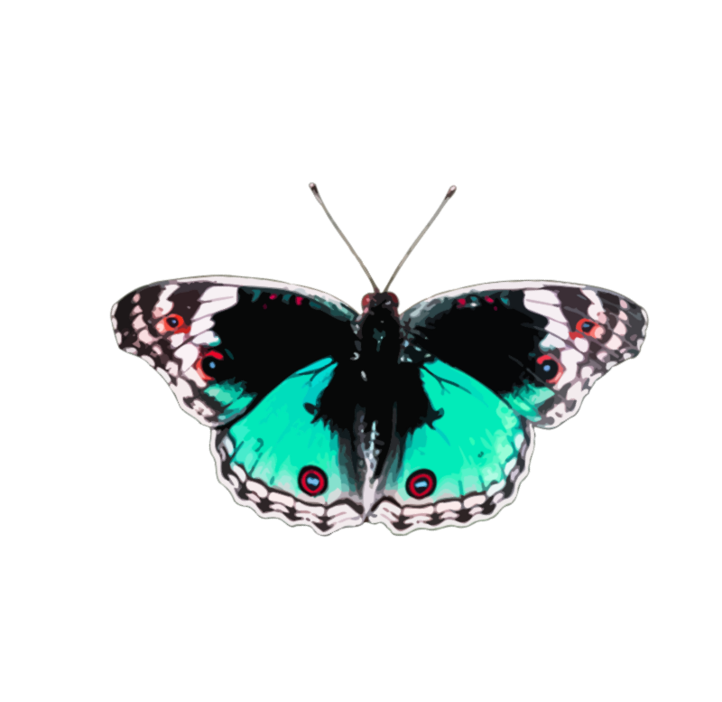 Butterfly 5