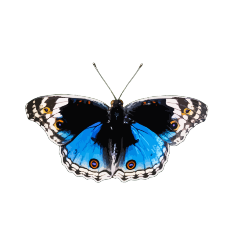 Butterfly 8