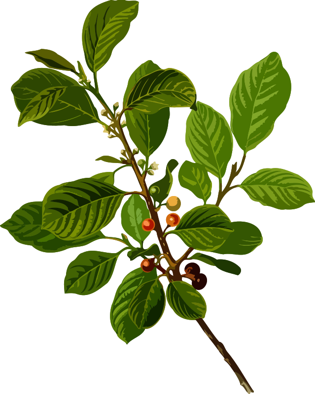 Alder buckthorn (low resolution)