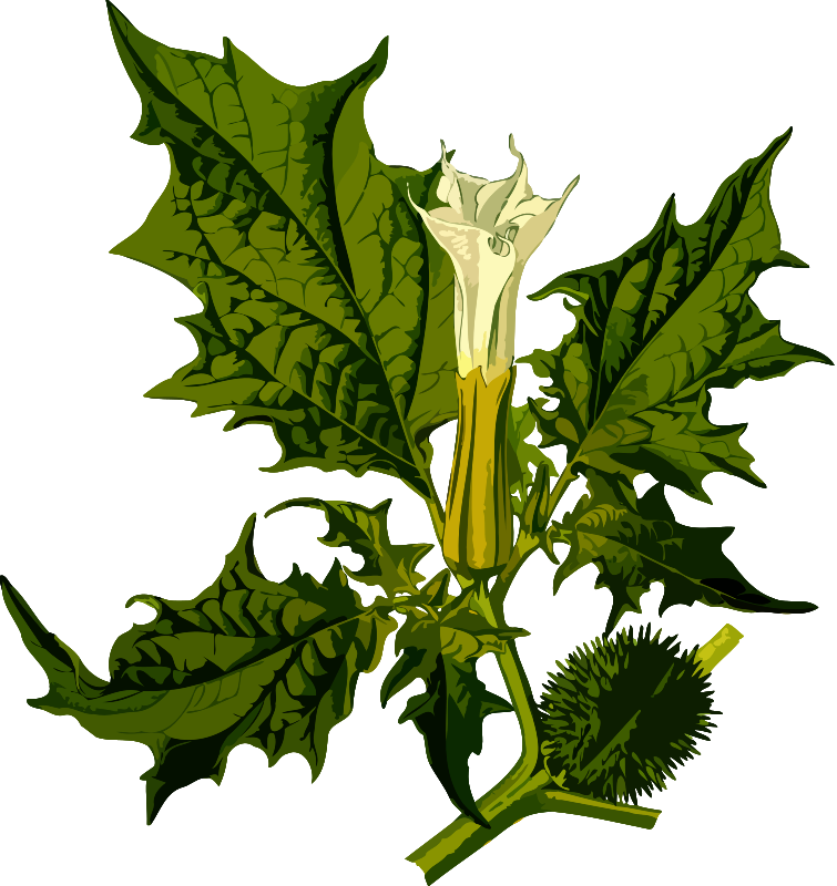 Devil's snare (low resolution)