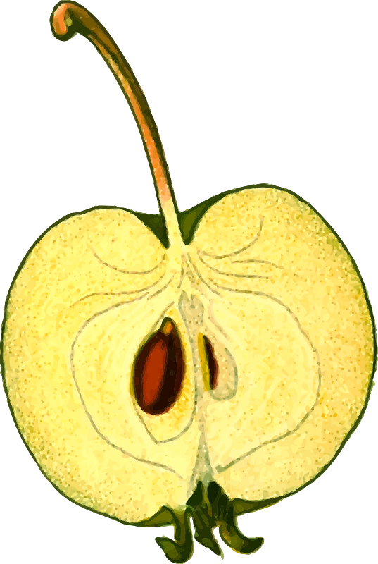 Half-apple (detailed)
