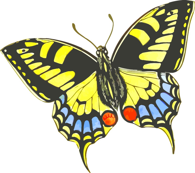 Butterfly 9