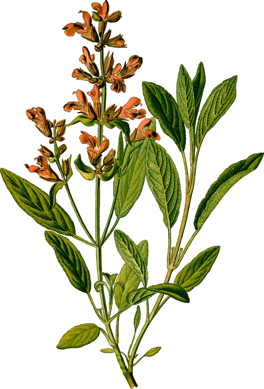 Sage (detailed)