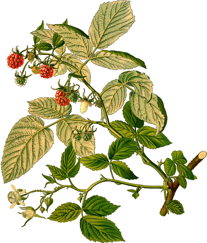 Raspberry (detailed)