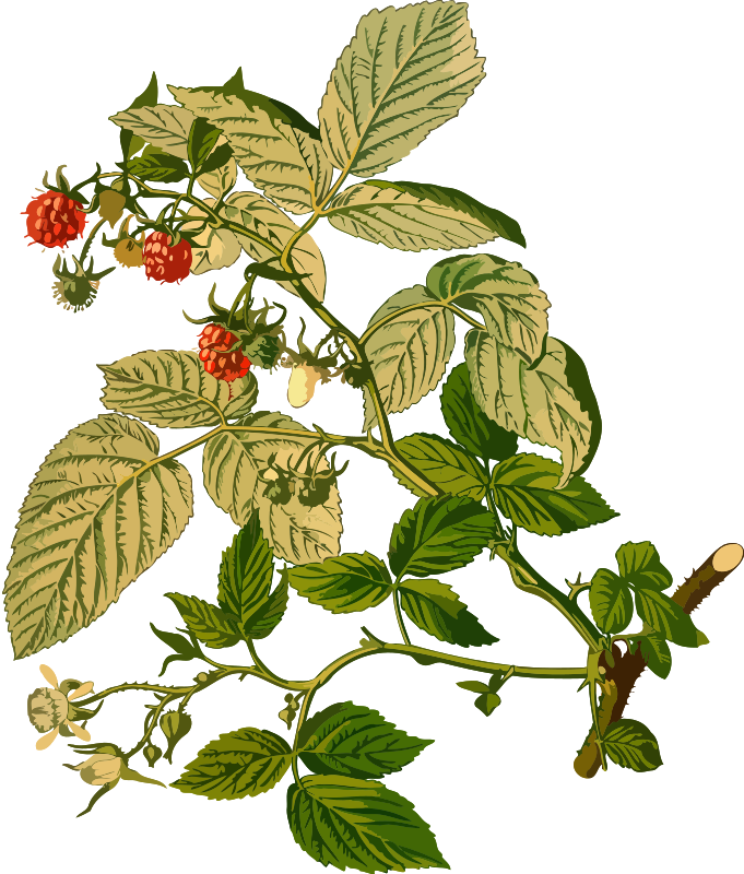 Raspberry (low resolution)