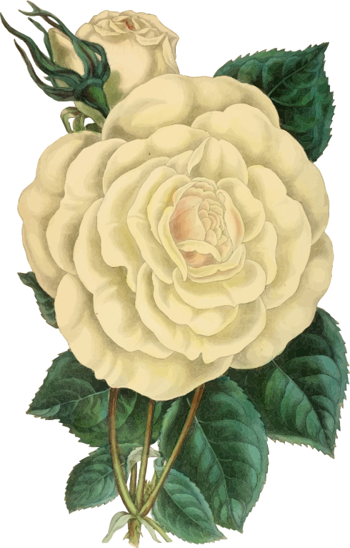 Vintage Rose Illustration