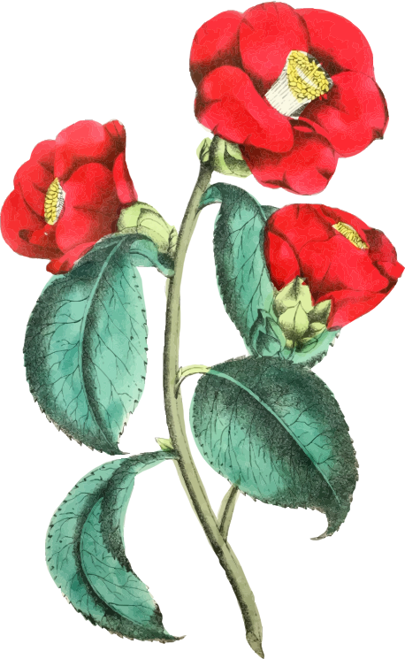 Flower Illustration 2