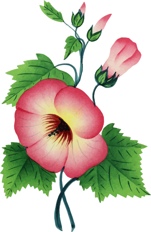 Flower Illustration 3