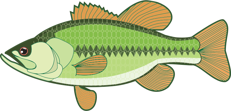Bass Illustration