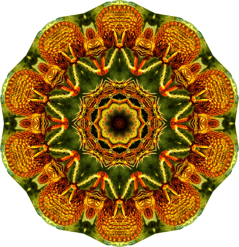 Lacertilia 5
