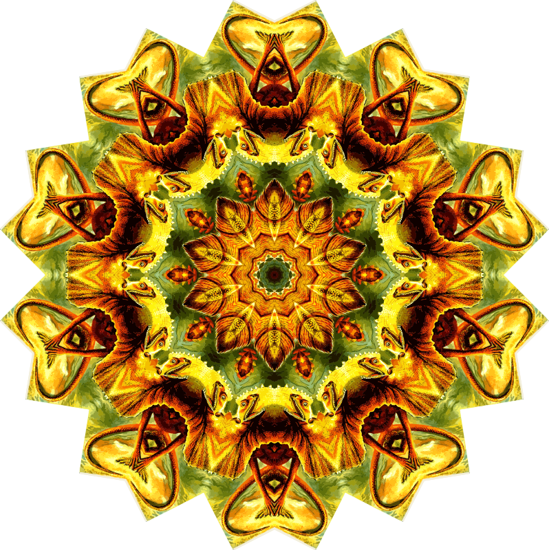 Lacertilia 11