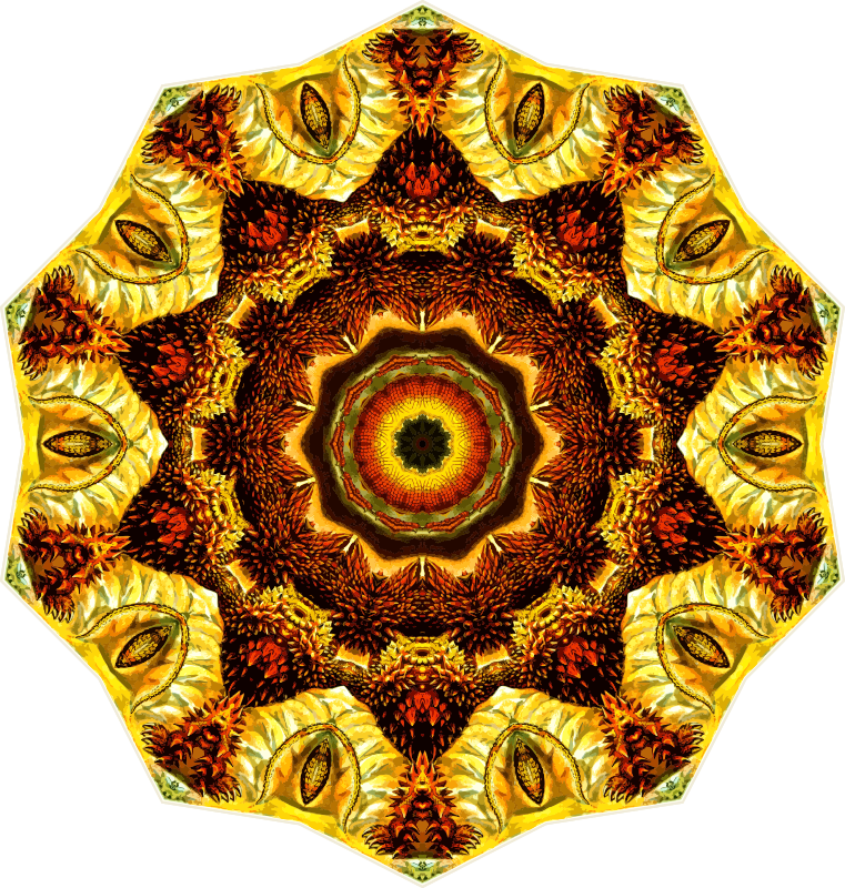 Lacertilia 13