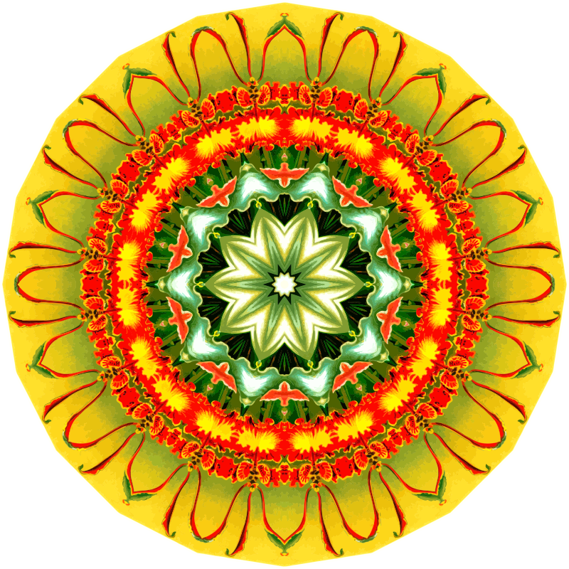 Orchidae 5