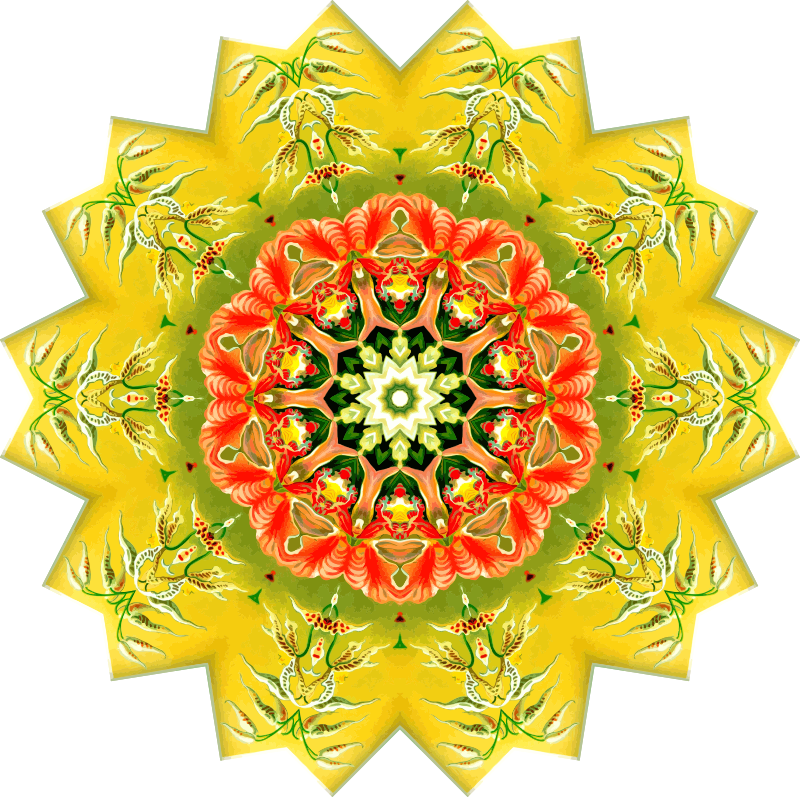Orchidae 7