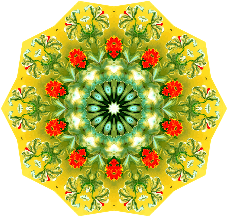 Orchidae 4