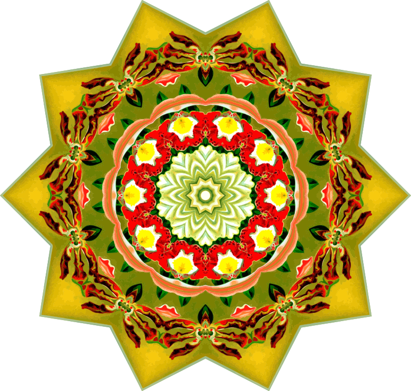 Orchidae 8