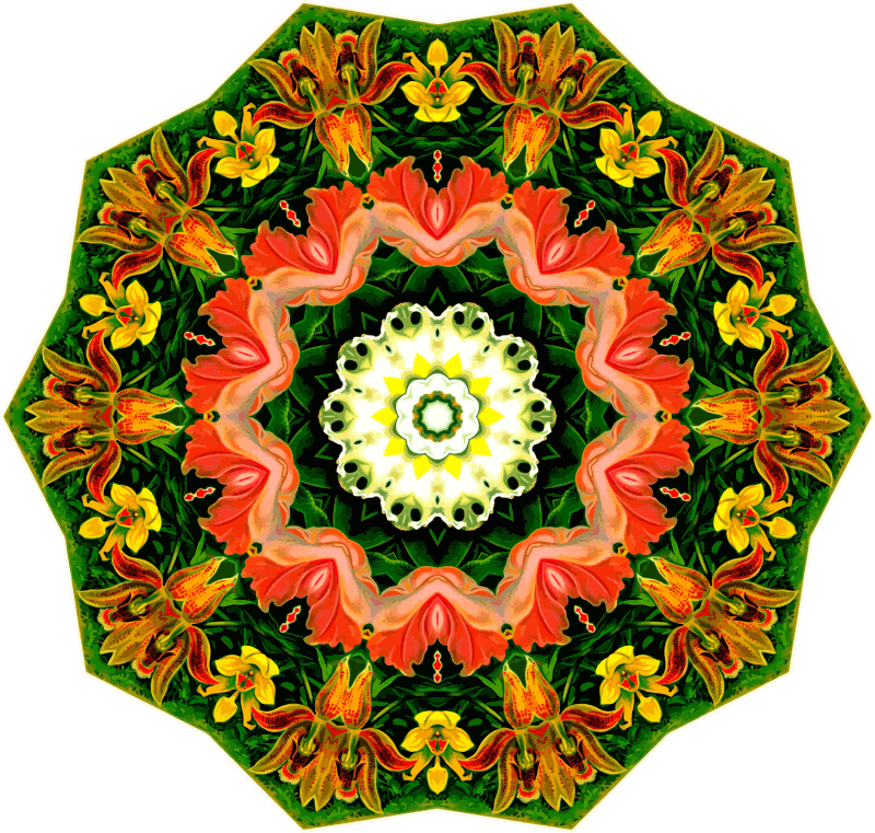 Orchidae 14