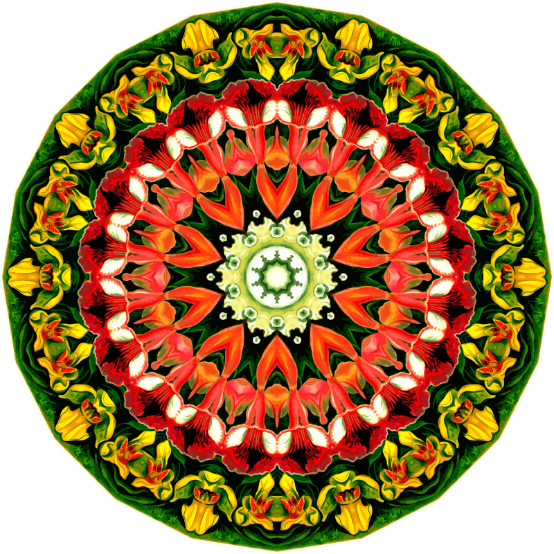 Orchidae 15
