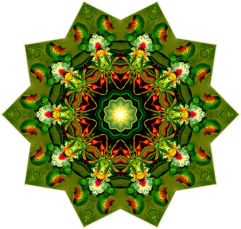 Orchidae 18
