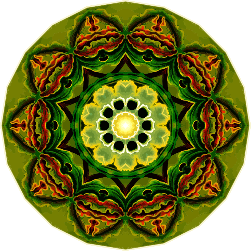 Orchidae 20