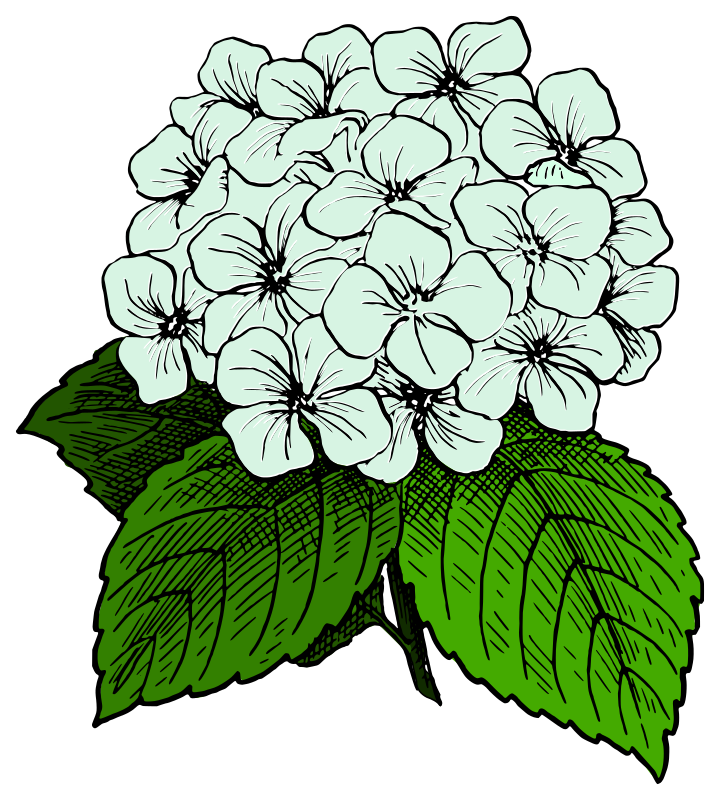 Hydrangea