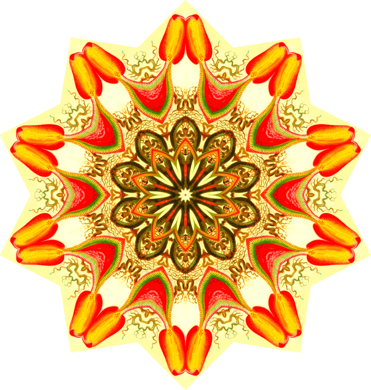 Nepenthaceae 2