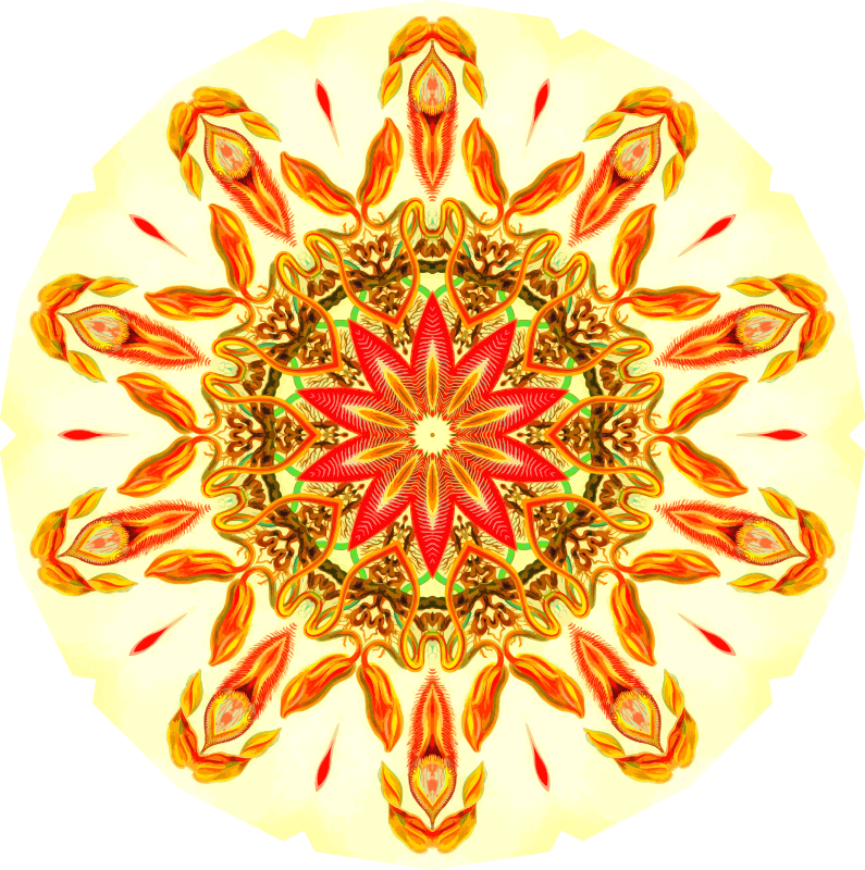 Nepenthaceae 3