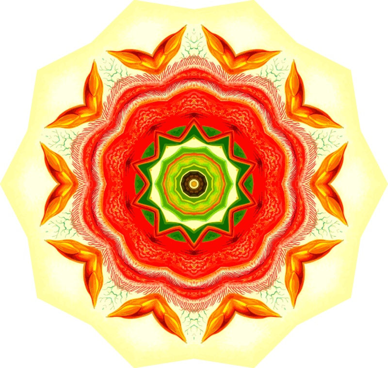 Nepenthaceae 19