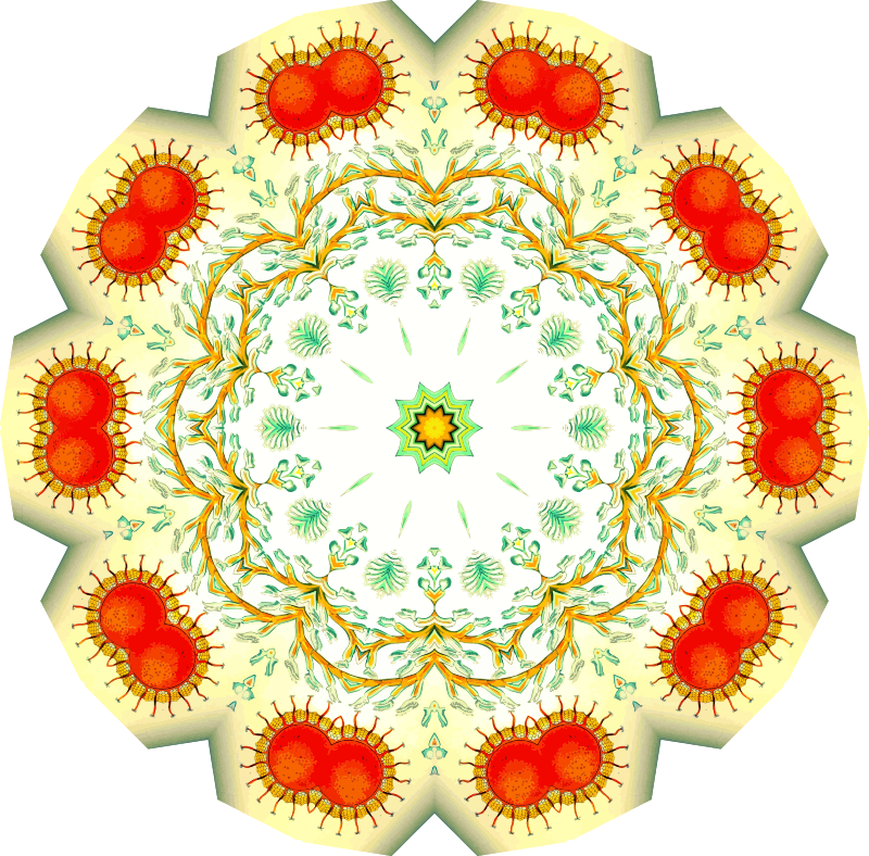 Bryozoa 7