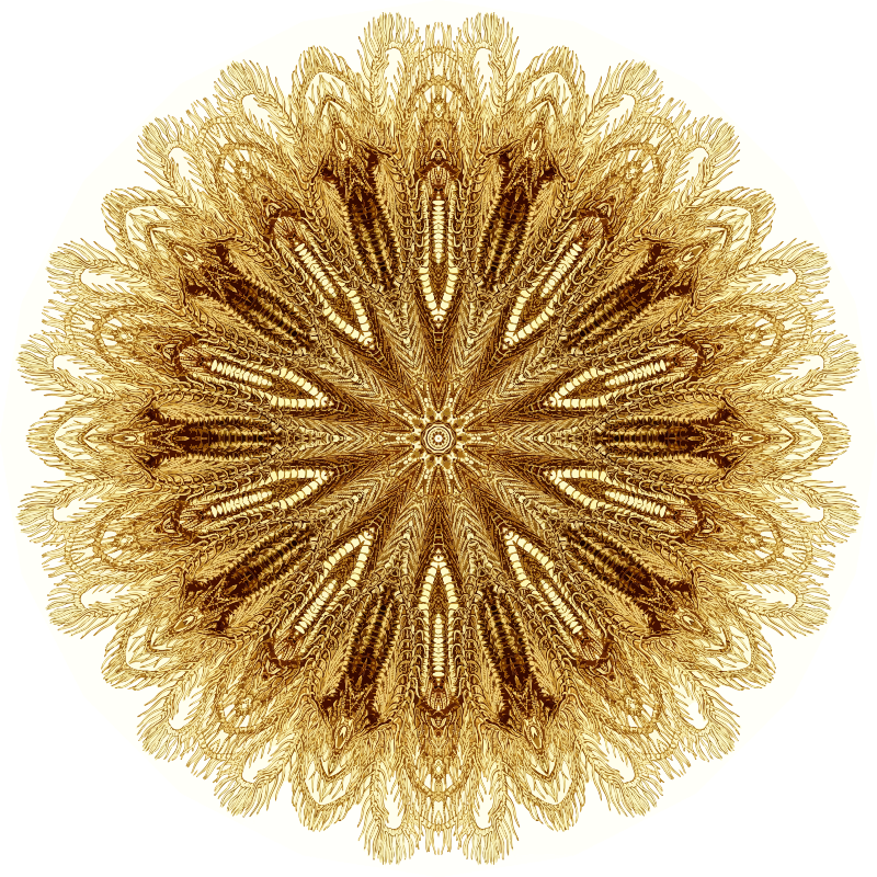 Crinoidea 4