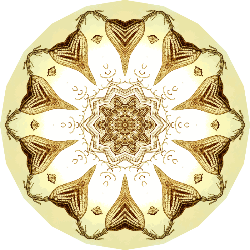 Crinoidea 14