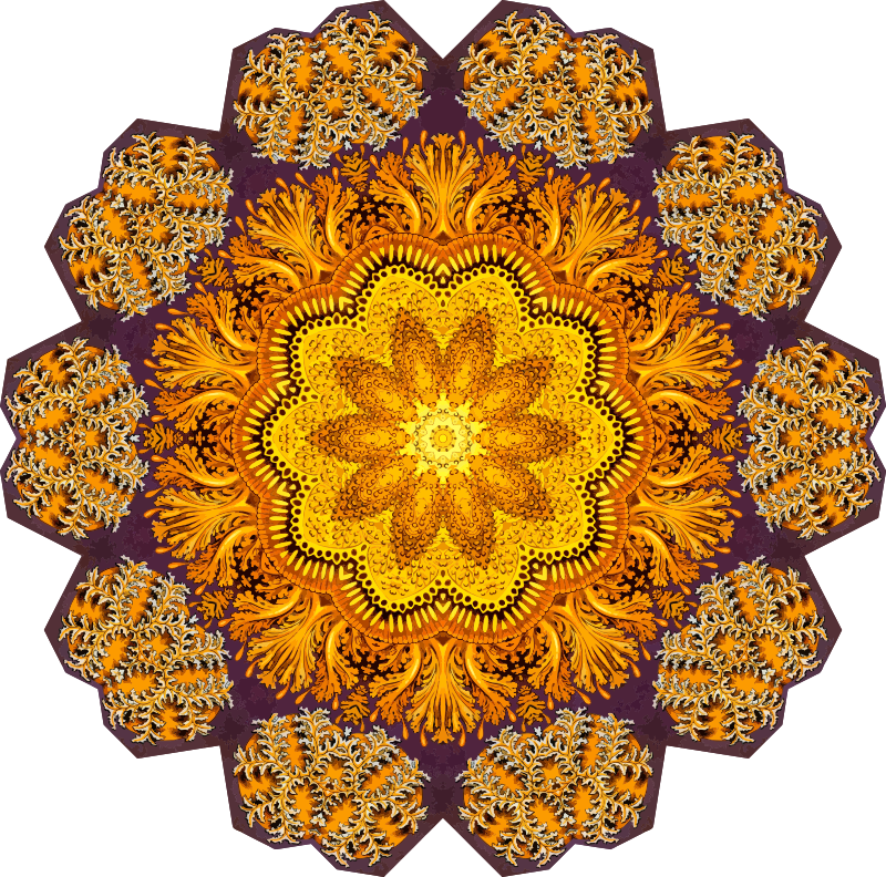Discomedusae 37