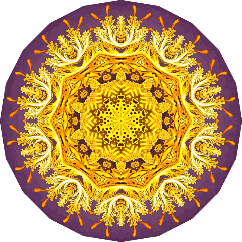 Discomedusae 30