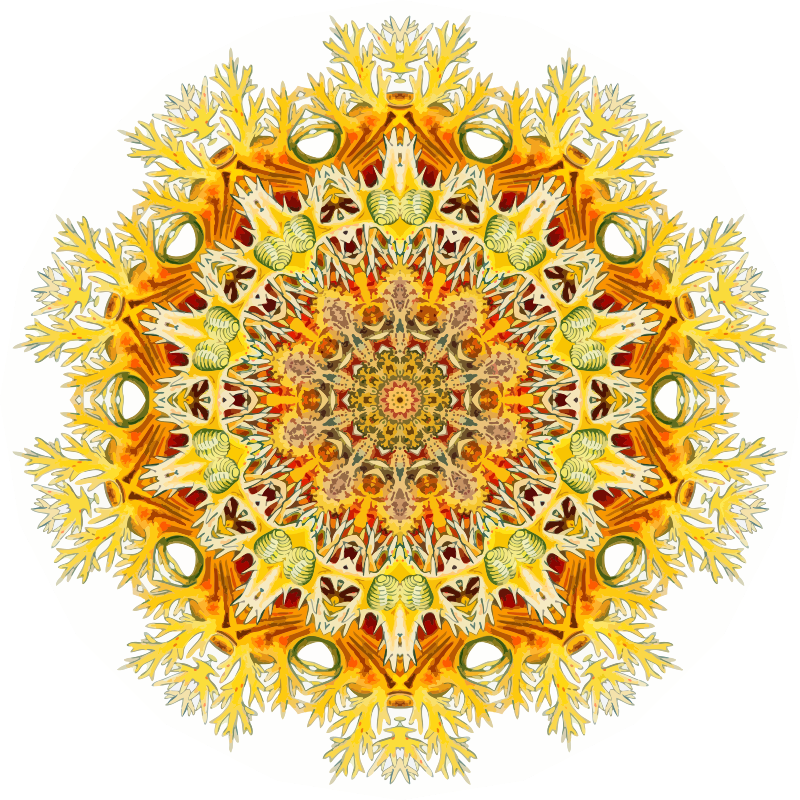 Nudibranchia 6