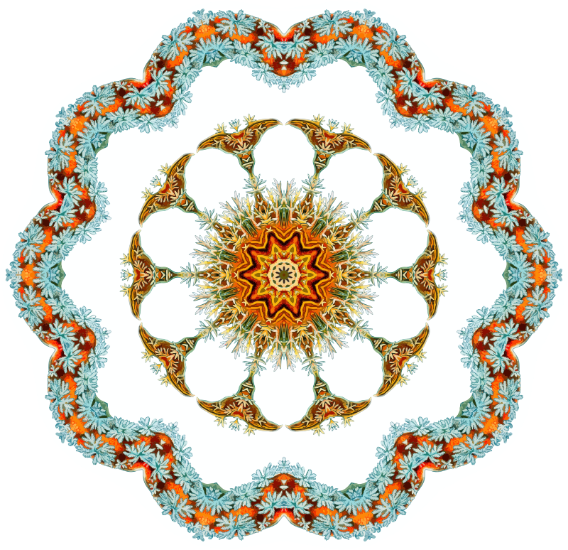 Nudibranchia 13