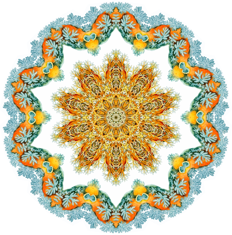 Nudibranchia 12