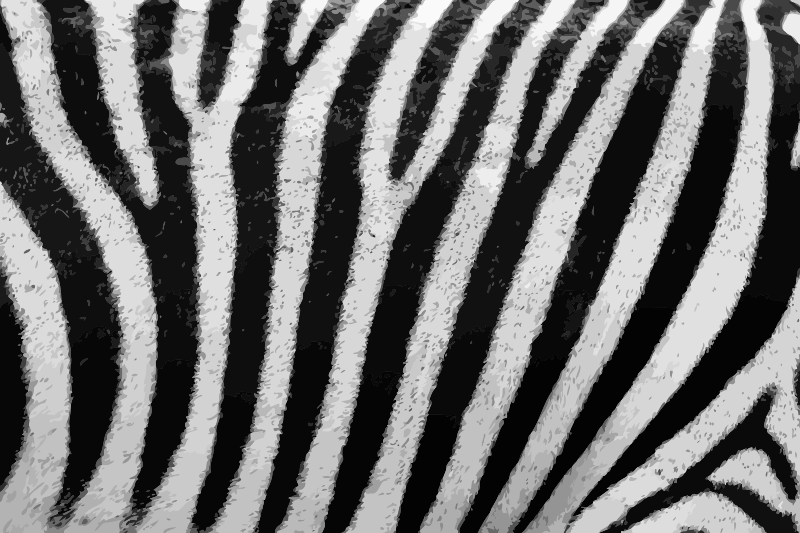 Zebra fur