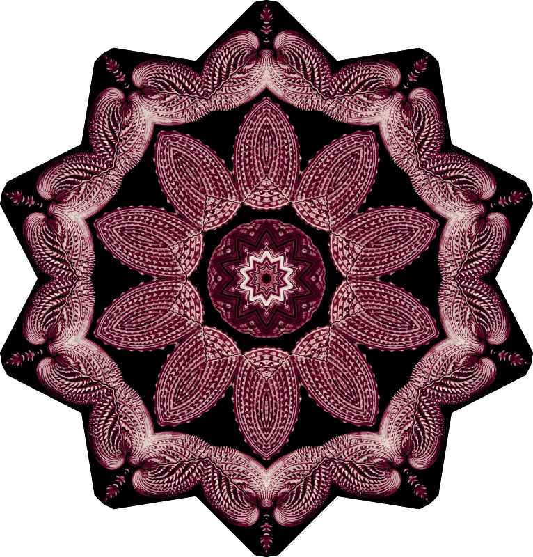 Acephala 2