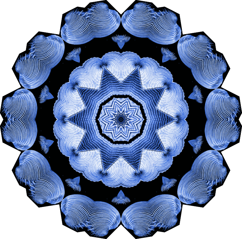 Acephala 6