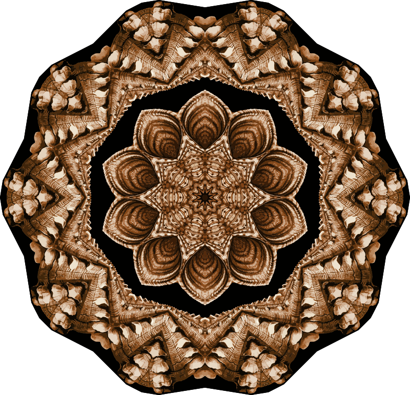 Acephala 11