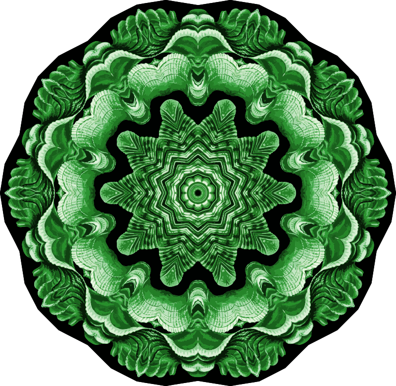 Acephala 16