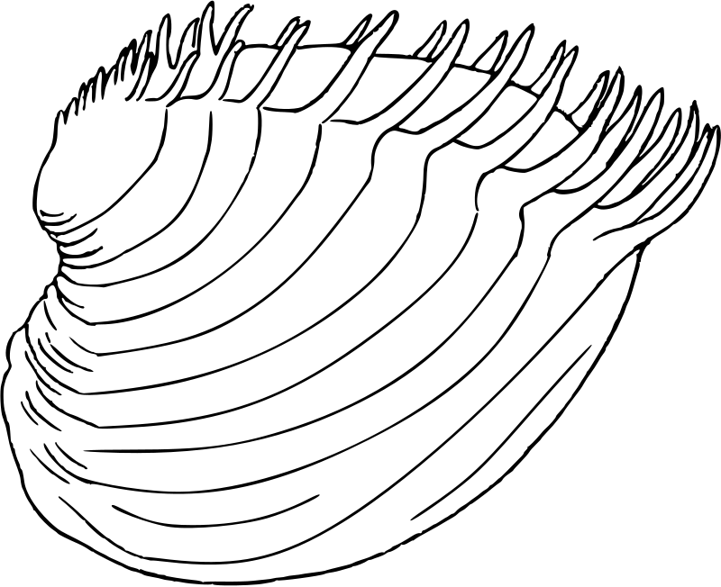 Bivalve 3 - cytherea dione