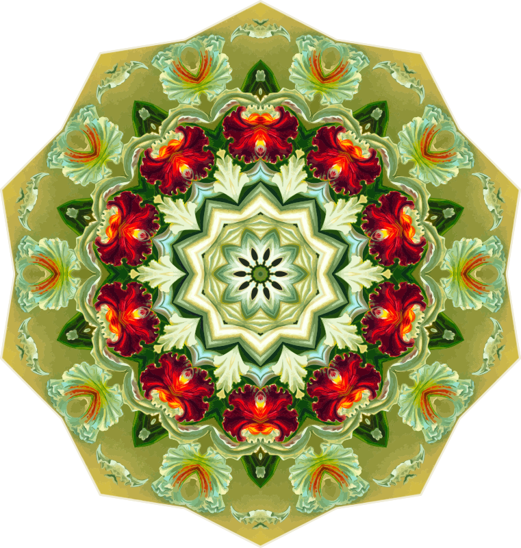 Orchidae 23
