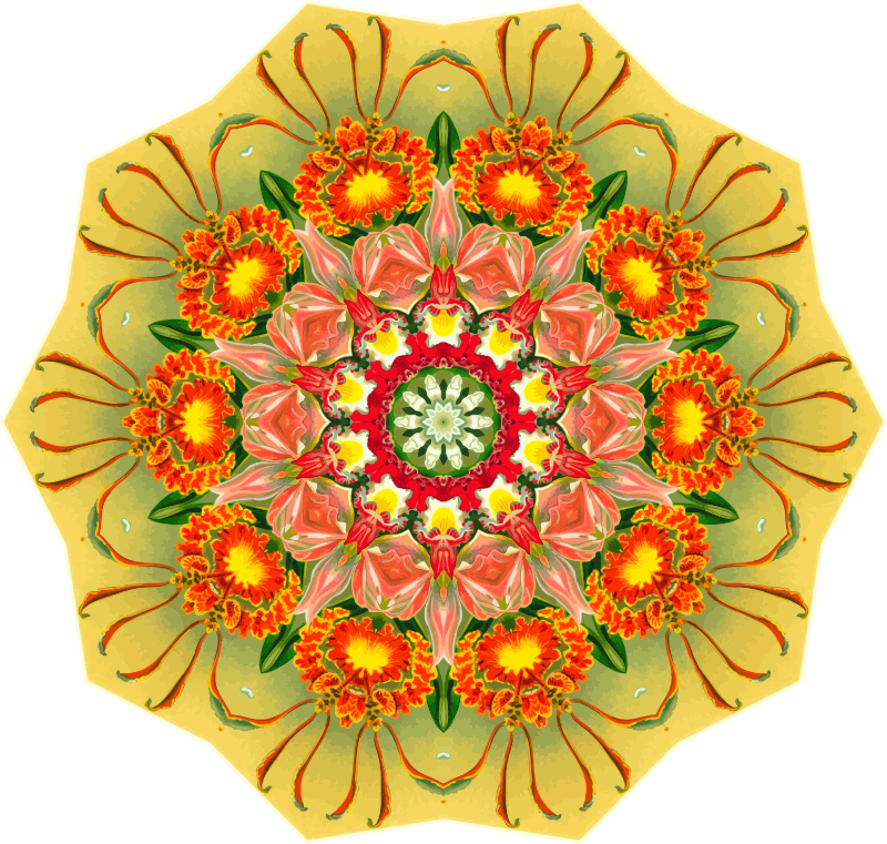 Orchidae 26