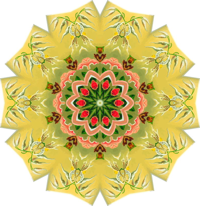 Orchidae 28