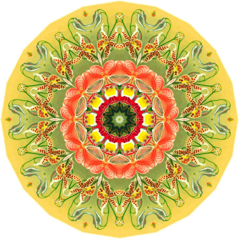 Orchidae 27